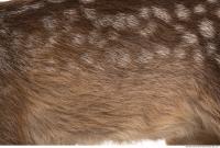 animal skin doe fur 0014